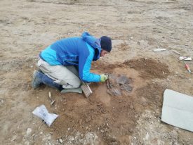 Jobs Scherbaum Archaeologie